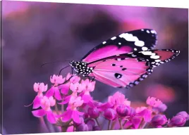 obraz-na-plotnie-motyl-motylek-120x80-800-wzorow