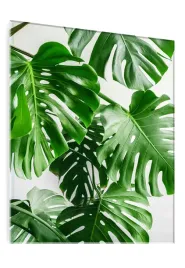 obraz-na-szkle-szklany-liscie-monstera-70x50