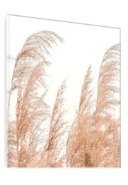 obraz-na-szkle-sucha-trawa-biale-tlo-70x50