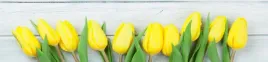 samoprzylepna-fototapeta-do-kuchni-zolte-tulipany
