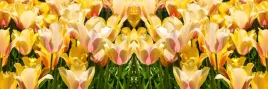 samoprzylepna-fototapeta-do-kuchni-zolte-kwiaty