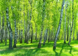 fototapety-3d-las-drzewa-fizelina-maxwybor-200x133