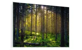 obraz-na-szkle-szklany-las-drzewa-liscie-50x70