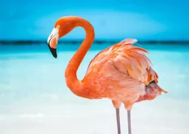 fototapety-3d-fizelina-flamingi-260x173-max-wybor