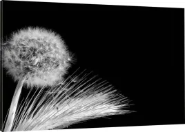 obraz-na-plotnie-zboze-dmuchawiec-110x70-980-wz