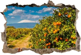fototapeta-dziura-3d-naklejka-pomarancze-drzewa