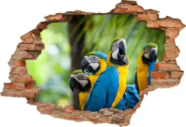 fototapeta-3d-samoprzylepna-naklejka-scienna-kolorowe-papugi