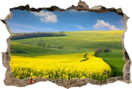 fototapeta-dziura-3d-naklejka-scienna-rzepak-pole