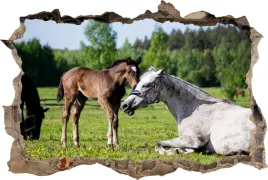 fototapeta-dziura-3d-naklejka-na-sciane-konie