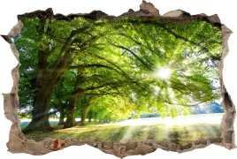 fototapeta-dziura-3d-naklejka-scienna-slonce-las