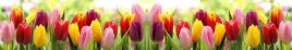 samoprzylepna-fototapeta-do-kuchni-tulipany-kwiaty