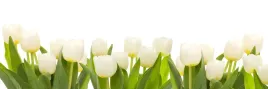samoprzylepna-fototapeta-do-kuchni-biale-tulipany