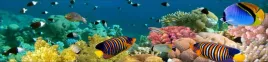 samoprzylepna-fototapeta-do-kuchni-rafa-ryby-ocean