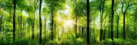 samoprzylepna-fototapeta-do-kuchni-slonce-las