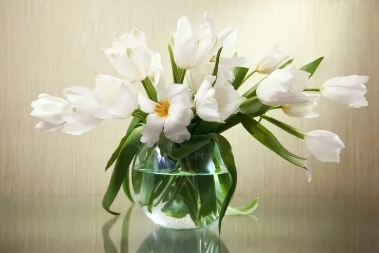 obraz-na-plotnie-biale-tulipany-120x80-maxwybor
