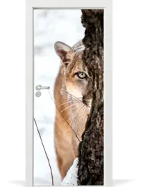 fototapeta-samoprzylepna-na-drzwi-puma-gorska