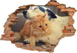 fototapeta-3d-samoprzylepna-naklejka-na-sciane-zwierzaki-domowe-kot-pies