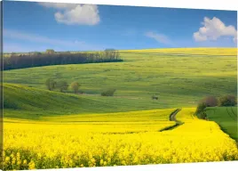 obraz-na-plotnie-pole-rzepak-wies-110x70-980-wz
