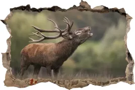 naklejki-na-sciane-fototapeta-3d-dziura-los
