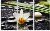 tryptyk-na-plotnie-biala-orchidea-kwiat-zen