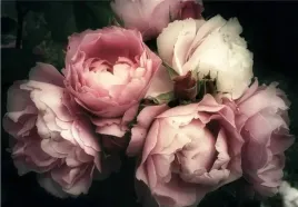 fototapeta-peonie-kwiaty-salon-sypialnia-420x280