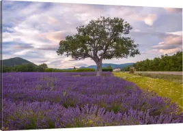 obraz-na-plotnie-do-kuchni-lawenda-110x70-980-wz