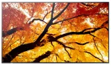 sharp-multisync-m552-plaski-panel-digital-signage-1397-cm-55-lcd-550