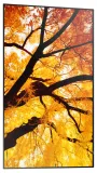 sharp-multisync-m552-plaski-panel-digital-signage-1397-cm-55-lcd-550