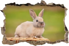 fototapeta-dziura-3d-naklejka-na-sciane-kroliczek