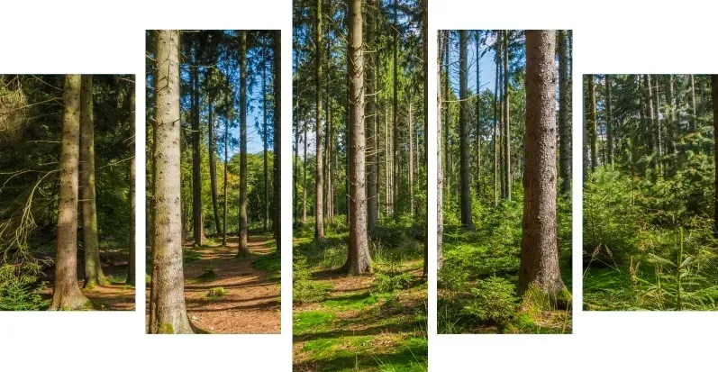 tryptyk-5-cz-na-plotnie-panorama-lasu-las-drzewa