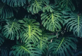 fototapety-monstera-tropikal-kwiaty-liscie420x280