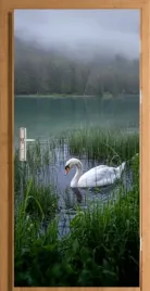 naklejka-fototapeta-na-drzwi-labedz-w-jeziorze