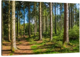obraz-na-plotnie-120x80-panorama-lasu-las-drzewa