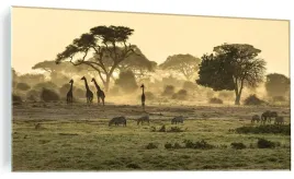 obraz-na-szkle-zyrafy-na-sawannie-safari-120x60-cm
