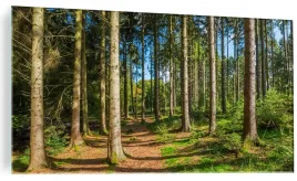 obraz-na-szkle-scienny-panorama-lasu-drzewa-120x60