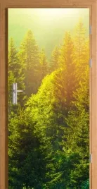 naklejka-fototapeta-na-drzwi-las-swierki-slonce