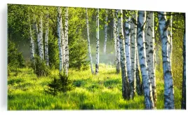 obraz-na-szkle-szklany-brzosy-las-slonce-120x60