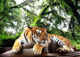 fototapeta-3d-fizelina-tygrys-lew-260x173-wybor