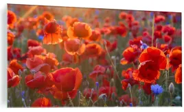 foto-obraz-na-szkle-szklo-hartowane-polne-maki-zachod-kwiaty-100x50-cm