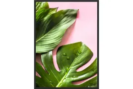 obraz-plakat-40x30-monstera-lisc-roz-rosliny
