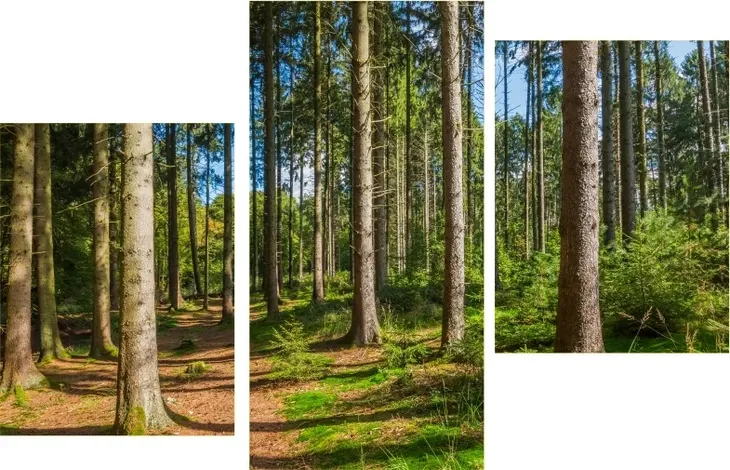 tryptyk-na-plotnie-panorama-lasu-las-drzewa-stan-nowy