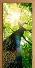 naklejka-fototapeta-na-drzwi-drzewo-pod-drzewem
