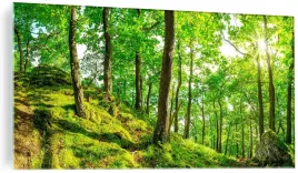 obraz-na-szkle-szklany-las-slonce-natura-120x60cm