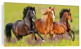 obraz-na-szkle-szklany-konie-galop-kon-120x60cm