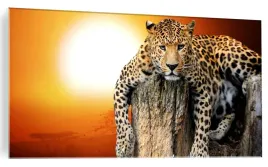 foto-obraz-na-szkle-lampart-zachod-kot-120x60