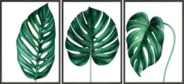 zestaw-plakatow-ramki-3x-33x43-monstera-lisc-trp