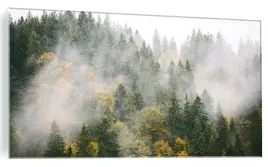 foto-obraz-na-szkle-las-mgla-natura-120x60