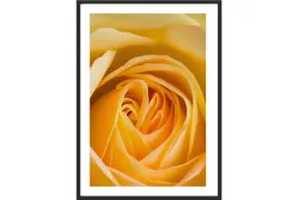 obraz-plakat-40x30-piwonia-zolta-piwonie-kwiaty