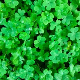 mikrokoniczyna-nasiona-otoczkowana-drobnolistna-biala-samonawozaca-500g