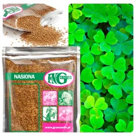 mikrokoniczyna-koniczyna-drobnolistna-nasiona-500-g-zageszczajaca-trawnik